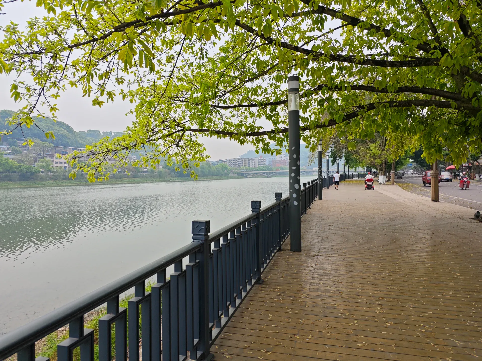 河边大树
