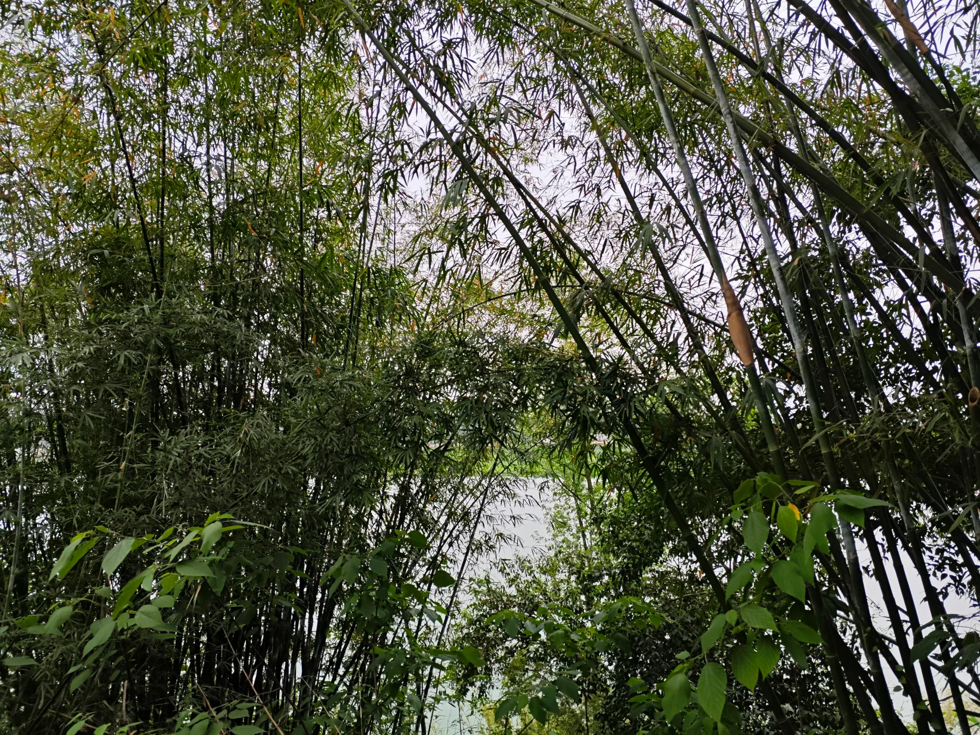 透过竹林